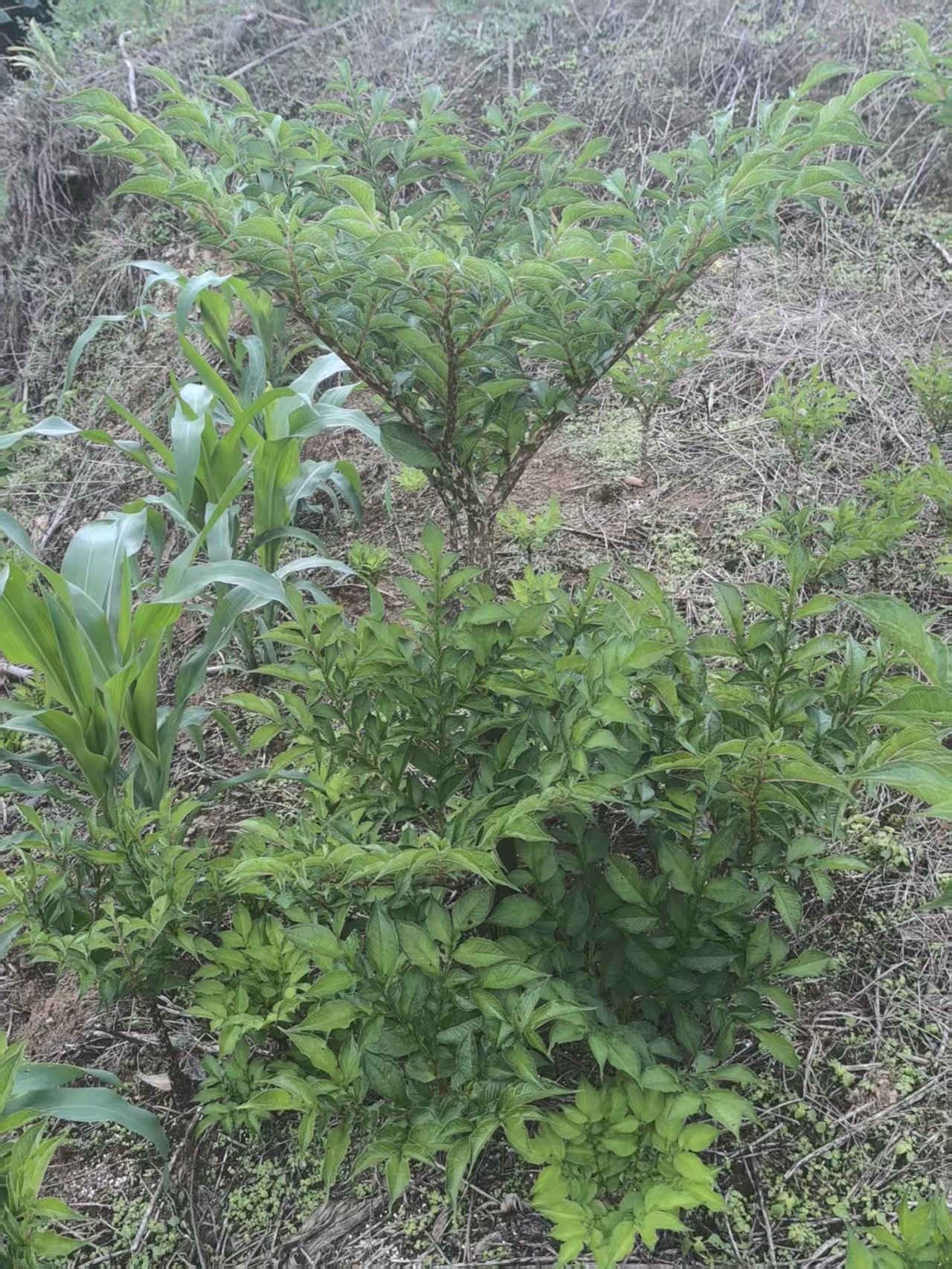探秘巫溪发哥魔芋基地：11年种植老手揭秘，91（www.32nb.com）